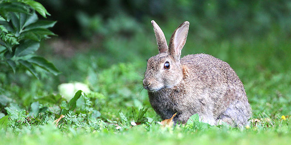 Lire la suite à propos de l’article La préoccupation essentielle des lapins du parc