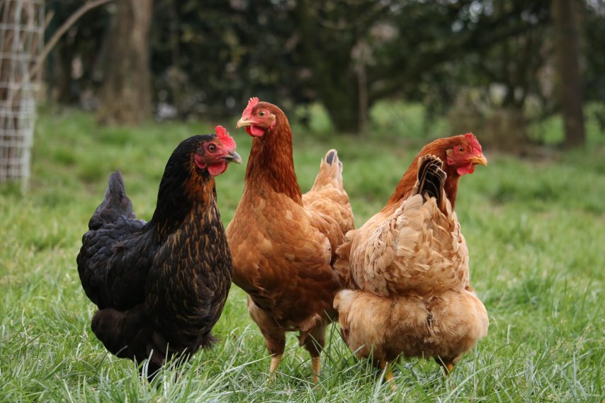 Lire la suite à propos de l’article Des poules qui manquent de pots
