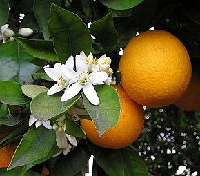 Lire la suite à propos de l’article Quand le printemps de Séville passe à l’orange