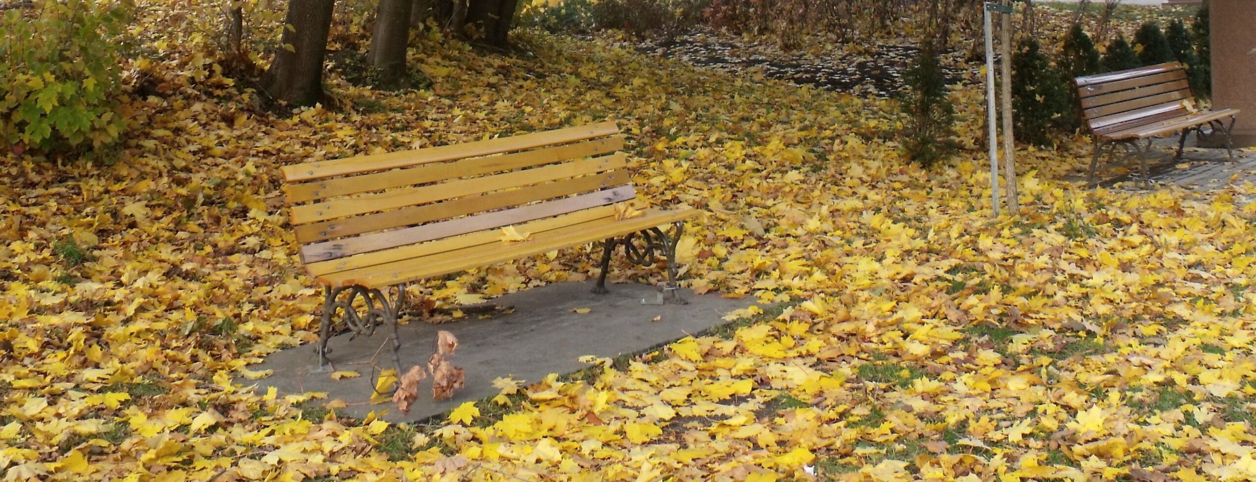 Lire la suite à propos de l’article Un automne mourant royalement à Montréal